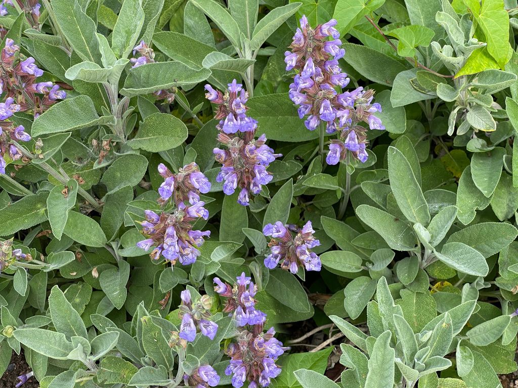 Detalle de la planta de la salvia y su flor (‘Salvia officinalis’)