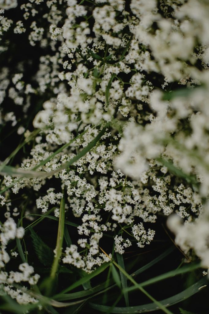 Detalle cercano de la flor de la paniculata (‘Gypsophila paniculata’)