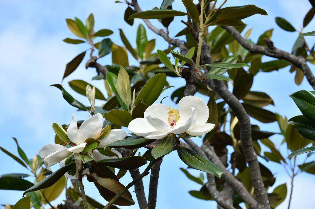 Magnolia grandiflora