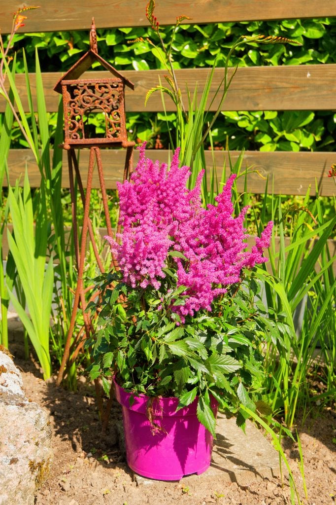 Astilbe en maceta