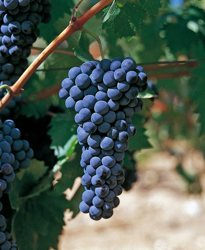 vinos9