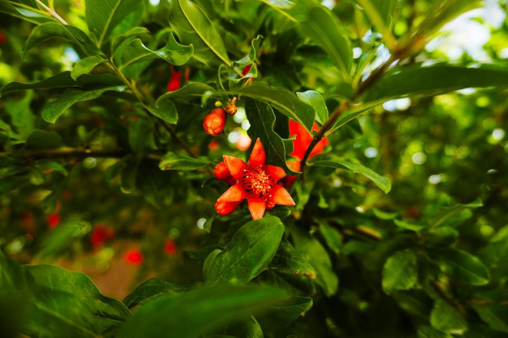 Granado (‘Punica granatum’) en flor, una floración que anuncia su futuro fruto: la granada