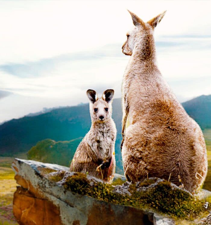'El valle de los canguros' es un documental que nos lleva a conocer a Mala, una pequeña canguro que acaba de nacer y que no lo tendrá nada fácil para sobrevivir en el hostil entorno australiano.
