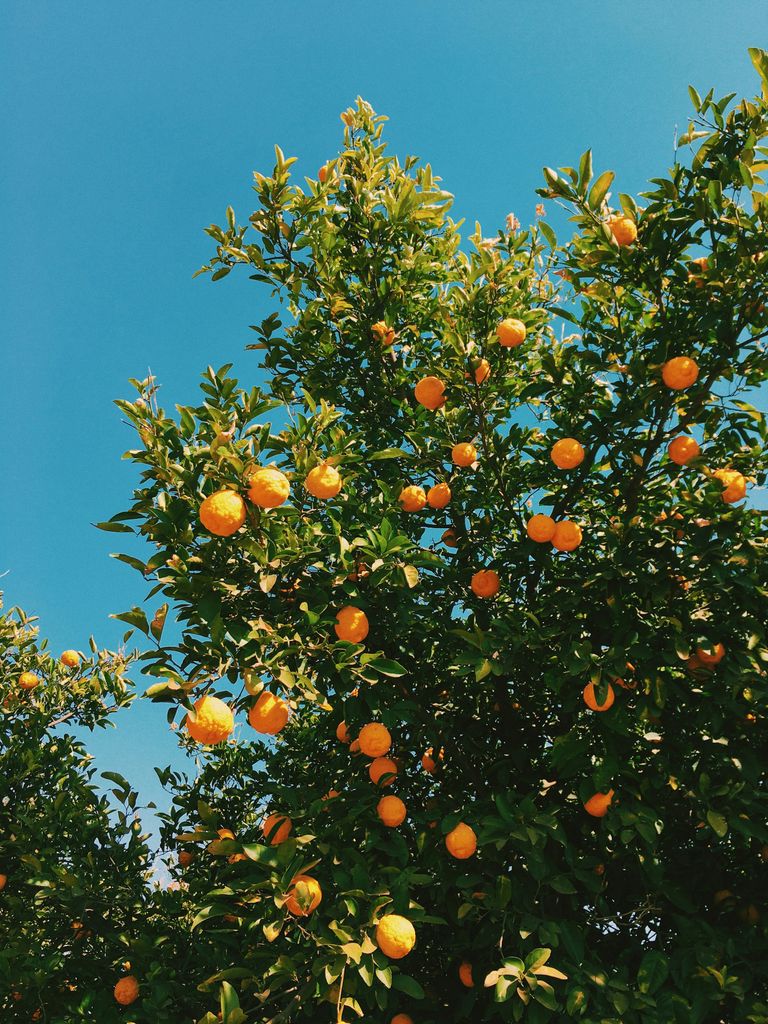 Árbol frutal