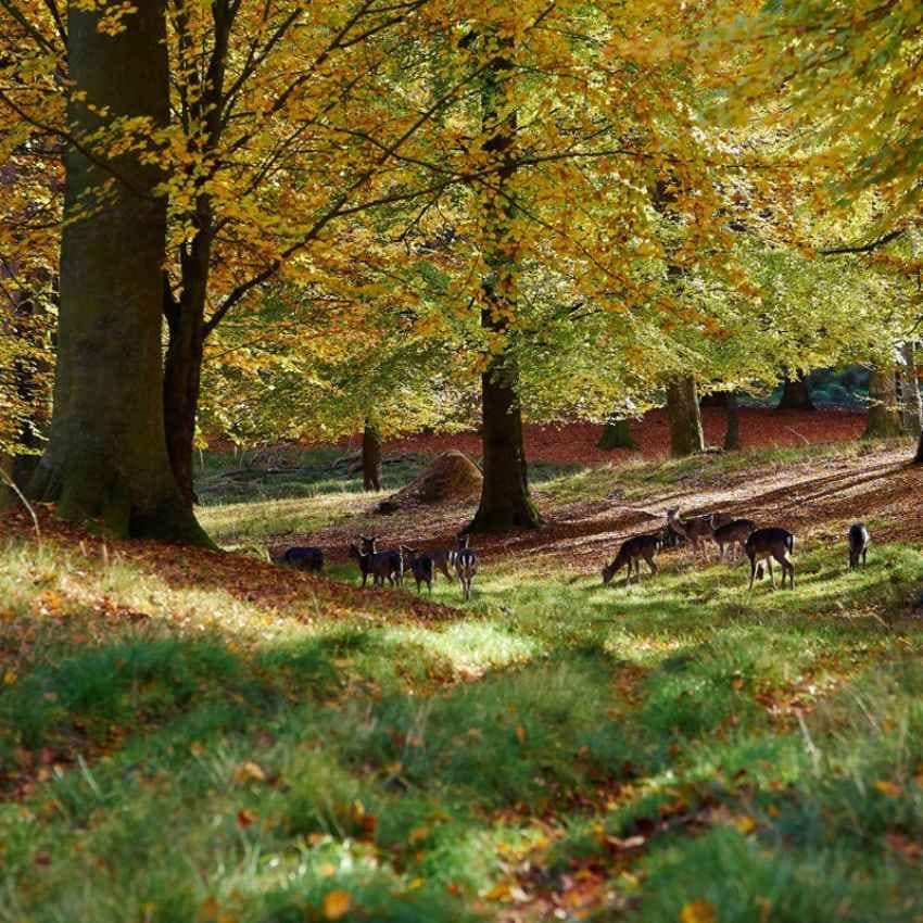 Ciervos en Hindsgavl Deer Park.