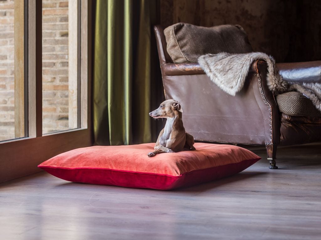 Cama para perros