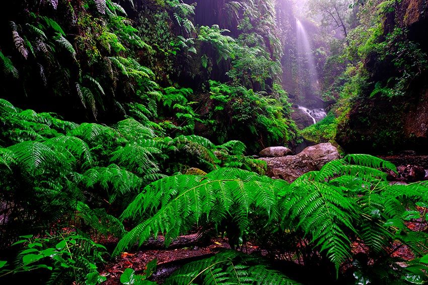 Bosque de los Tilos y cascada en la isla de La Palma