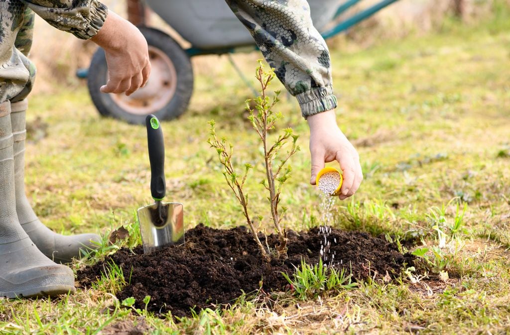 El jardinero está introduciendo el fertilizante granulado nitrogenado bajo el arbusto joven de grosellas 