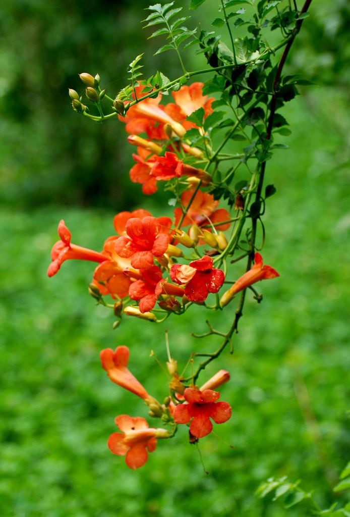 Trompeta de fuego o Campsis radicans