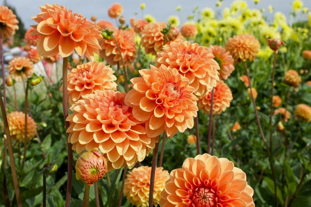 Flores de las dalias ('Dahlia spp.'), bulbosas de floración estival 