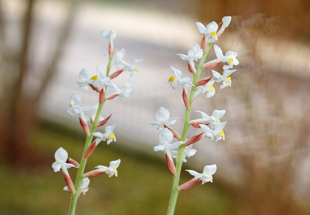 Ludisia discolor o orquídea joya