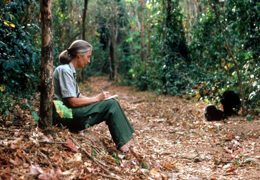 Jane Goodall deja un valioso legado científico que perdurará con los años.