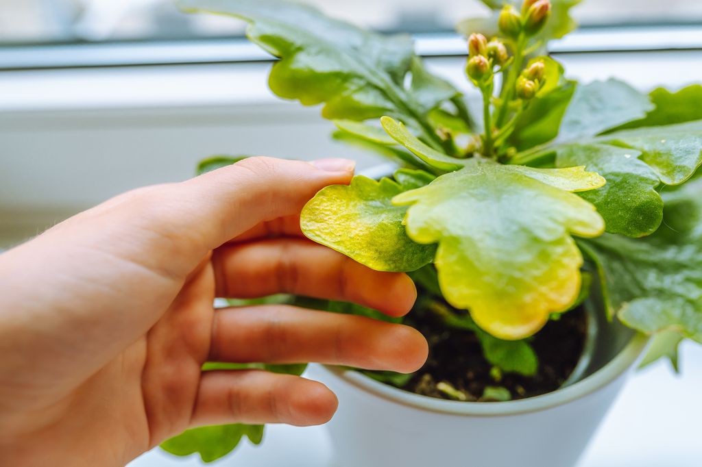 Planta con hojas amarillas