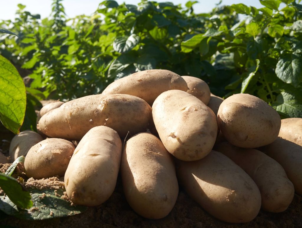 Patatas de Sanlúcar de Barrameda, de la variedad Spunta.