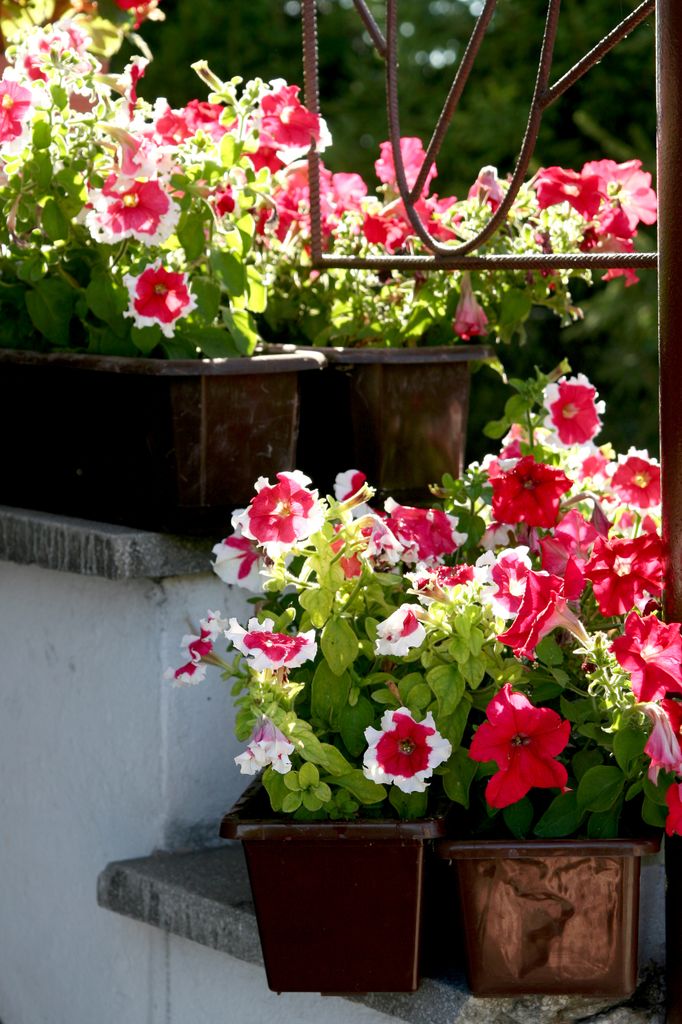 Gloxinia o Sinningia speciosa.