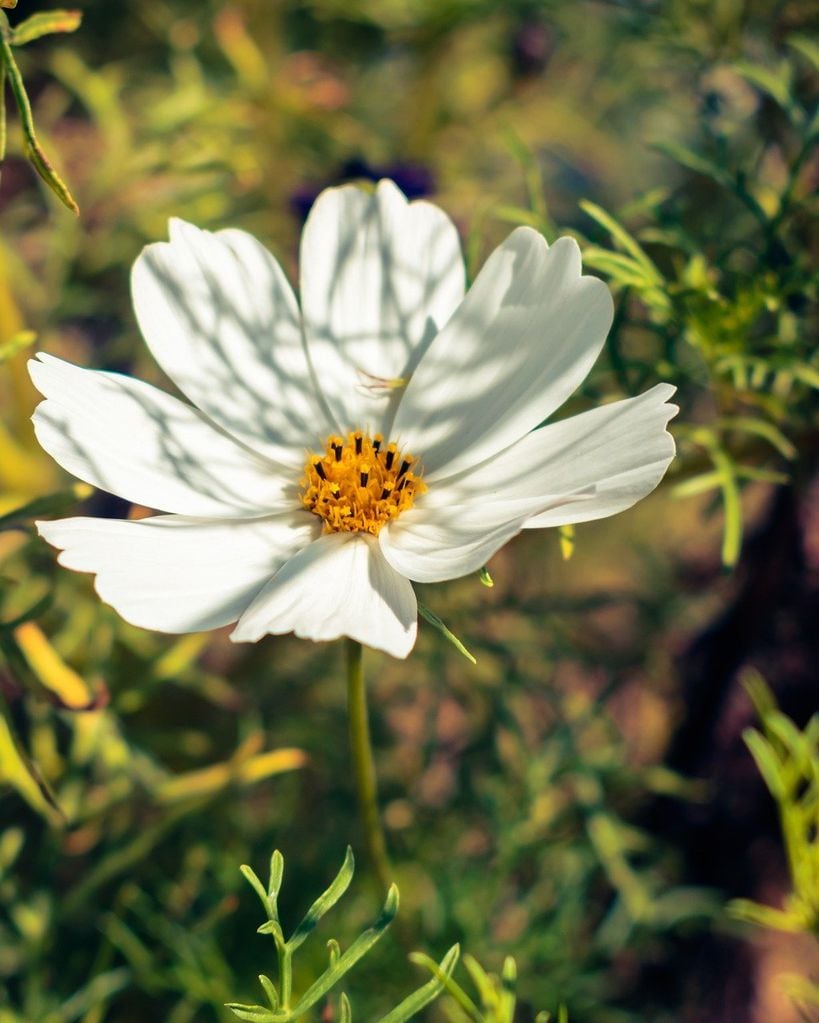 Flor blanca de cosmos