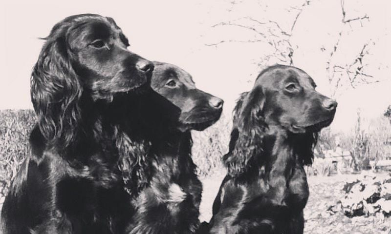 lupo el perro del pr ncipe william y kate middleton