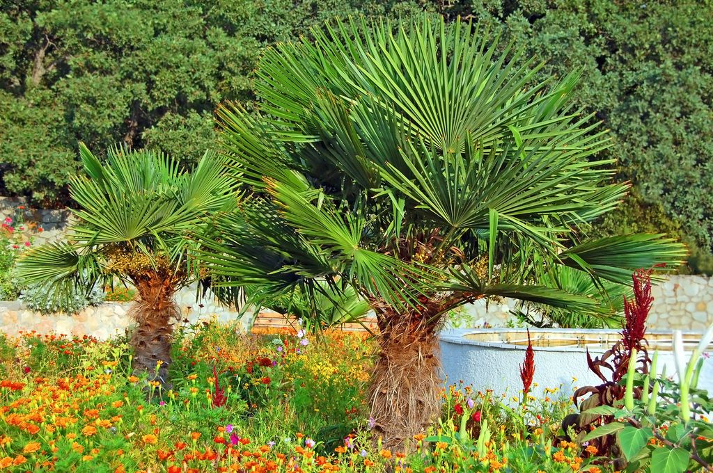 Palmera Chamaerops