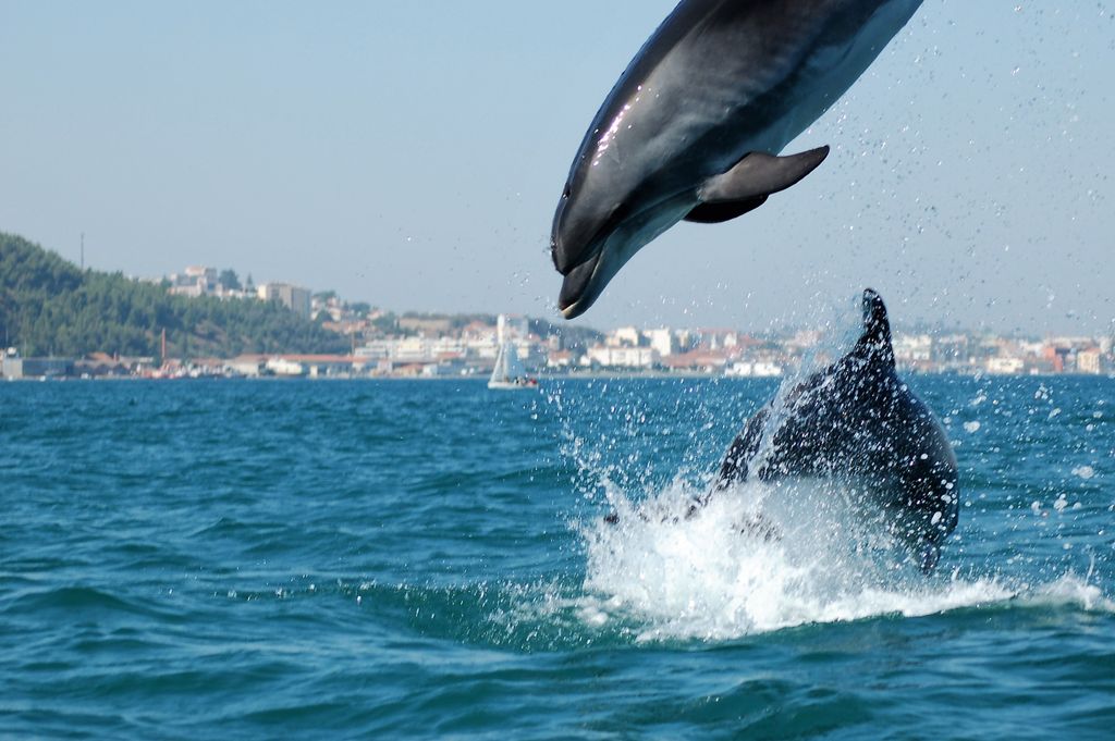 Delfines en el estuario del río Sado, Portugal