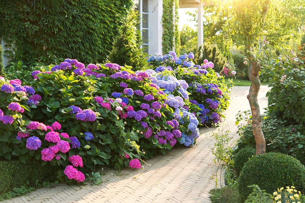 Macizos de hortensias en el jardín