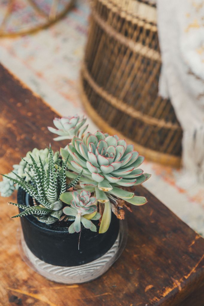 Echeveria. 
