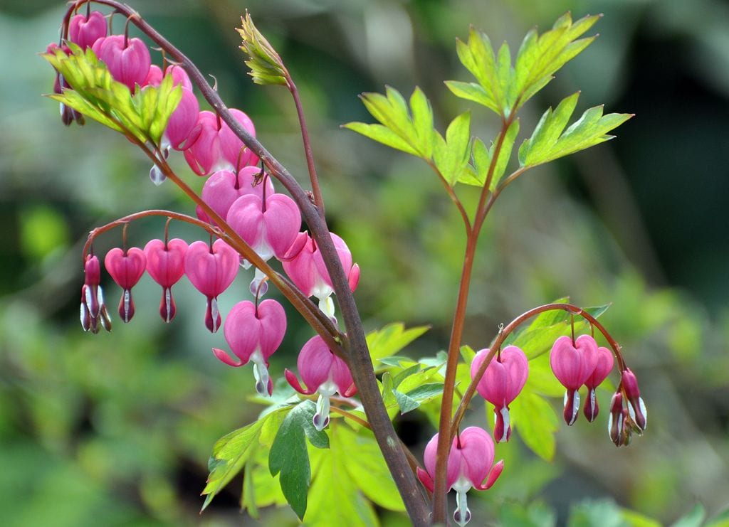 Dicentra spectabilis