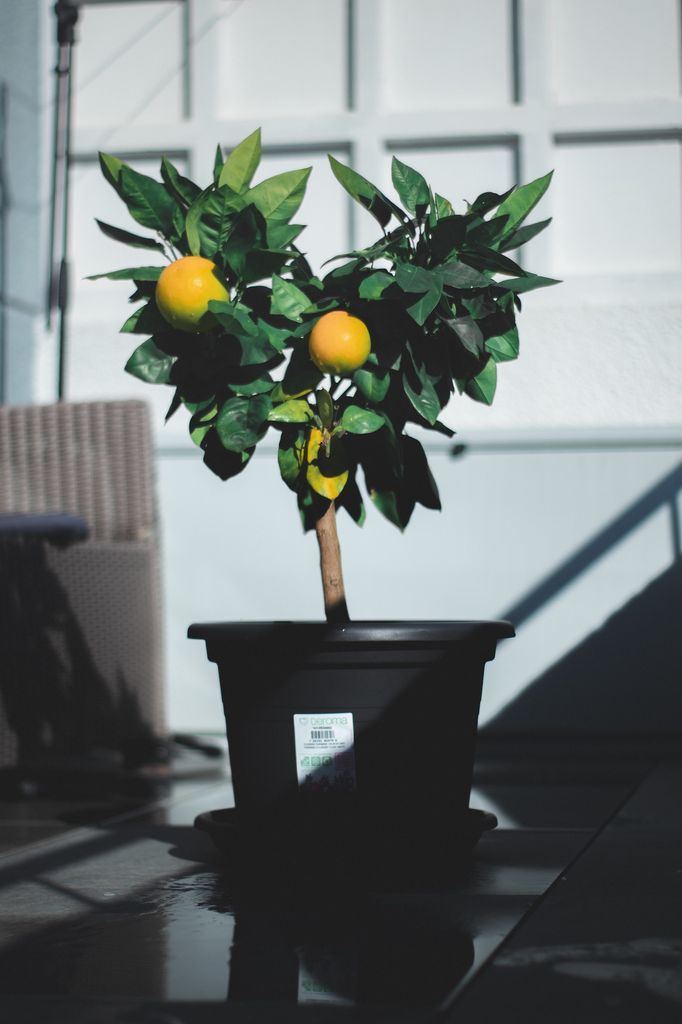 Limonero enano.