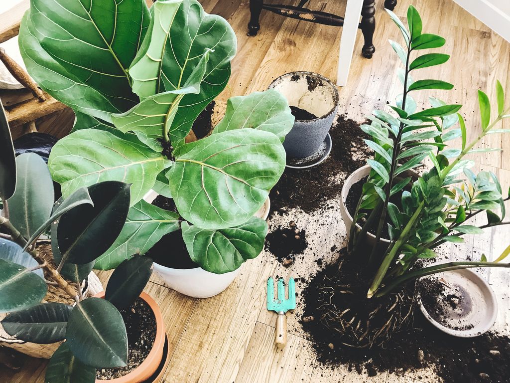 Plantas de interior