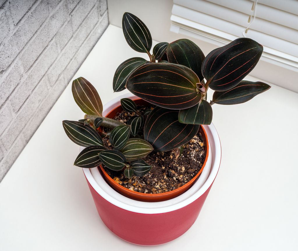 Ludisia discolor o orquídea joya