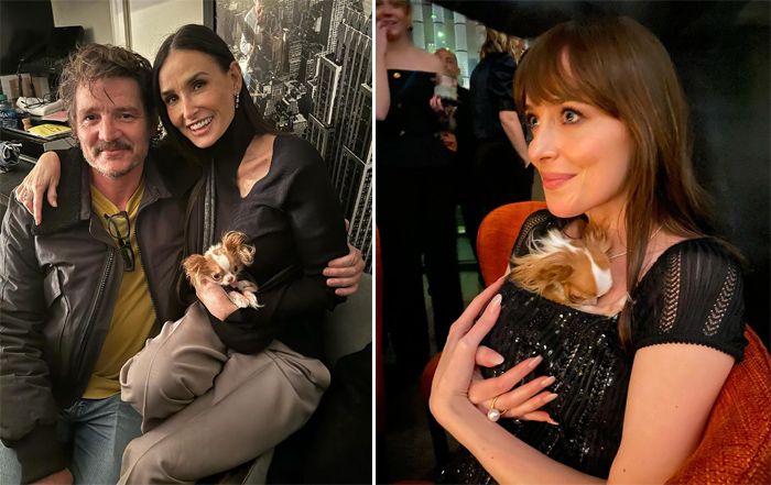 Demi Moore se lleva a su mascota a todas partes
