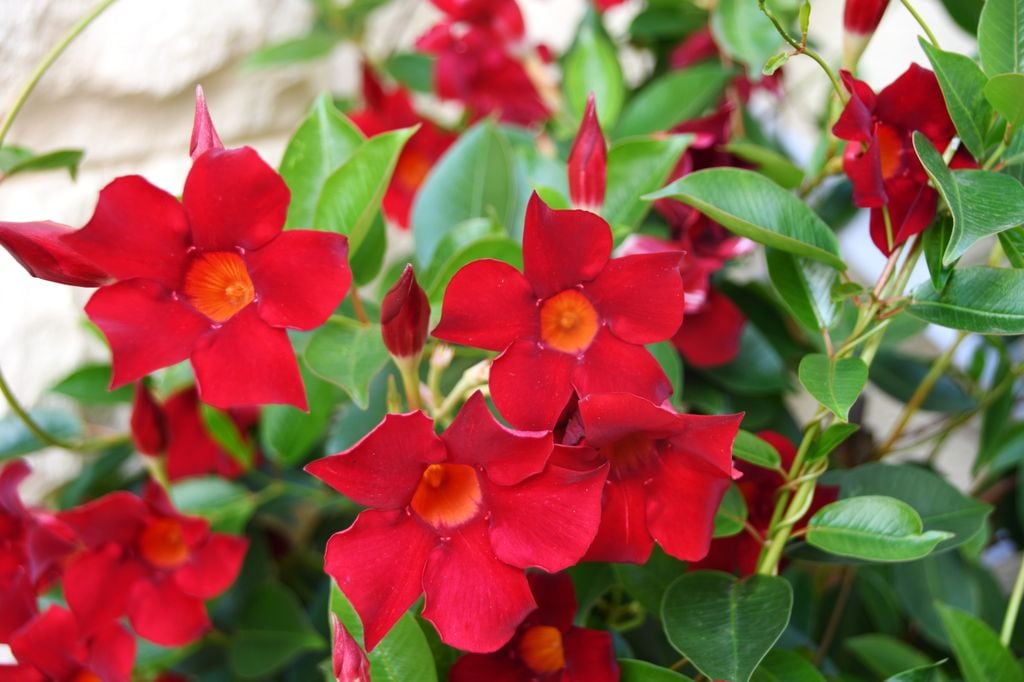 Pequeñas flores rojas de Dipladenia Sanderi sobre fondo de hojas verdes.