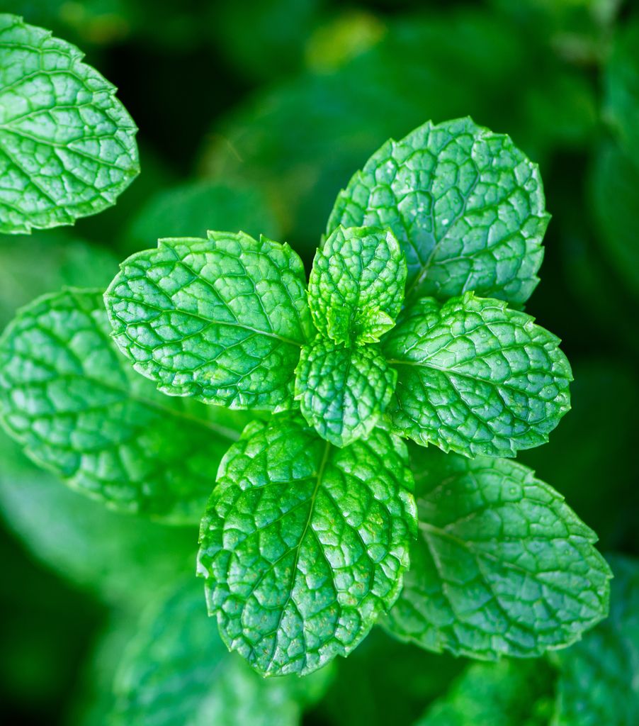 Hojas de menta. 
