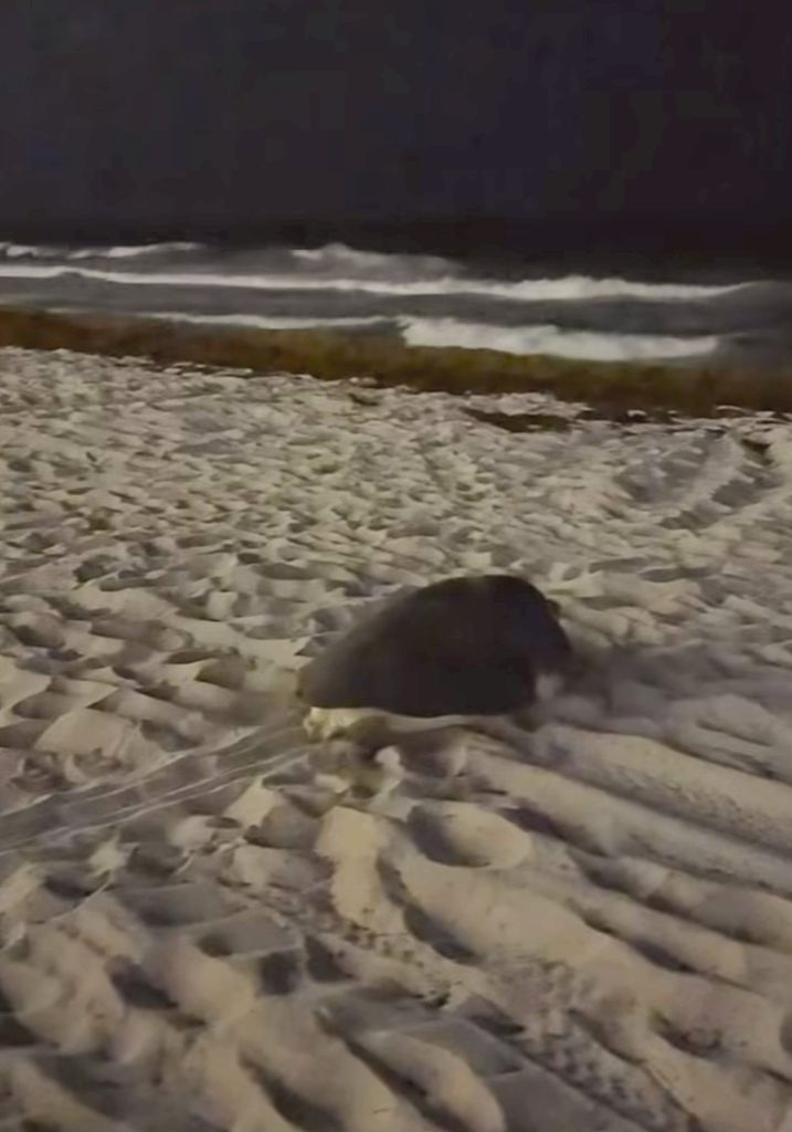 La eclosión de las tortugas marinas