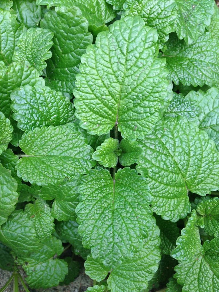 Planta de la menta