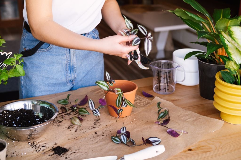 Esquejes de tradescantia