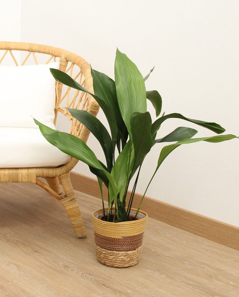 Aspidistra en una zona en la que está protegida del sol directo
