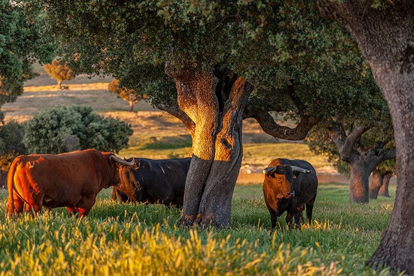 Toro bravo en las dehesas de Salamanca