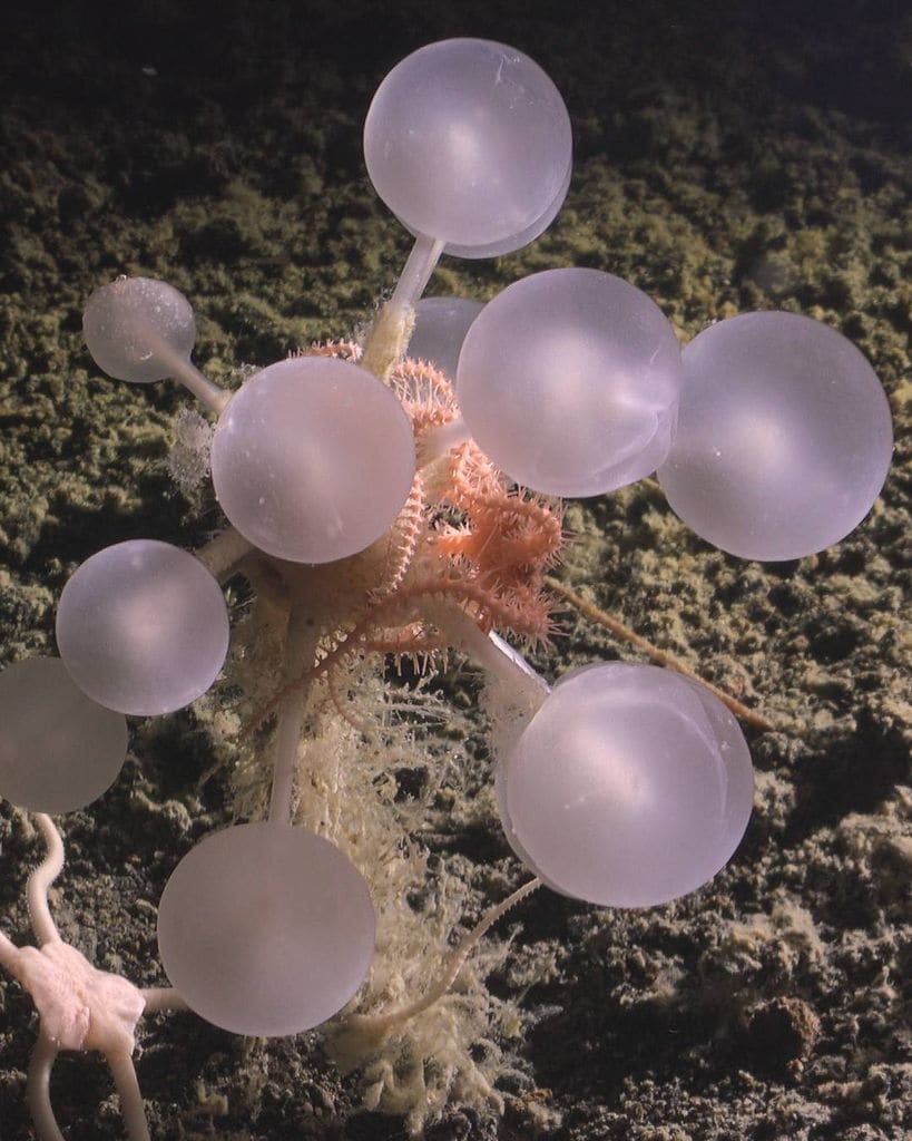 La “bola de la muerte” (Chondrocladia sp. nov.), una esponja carnívora descubierta en el Océano Austral