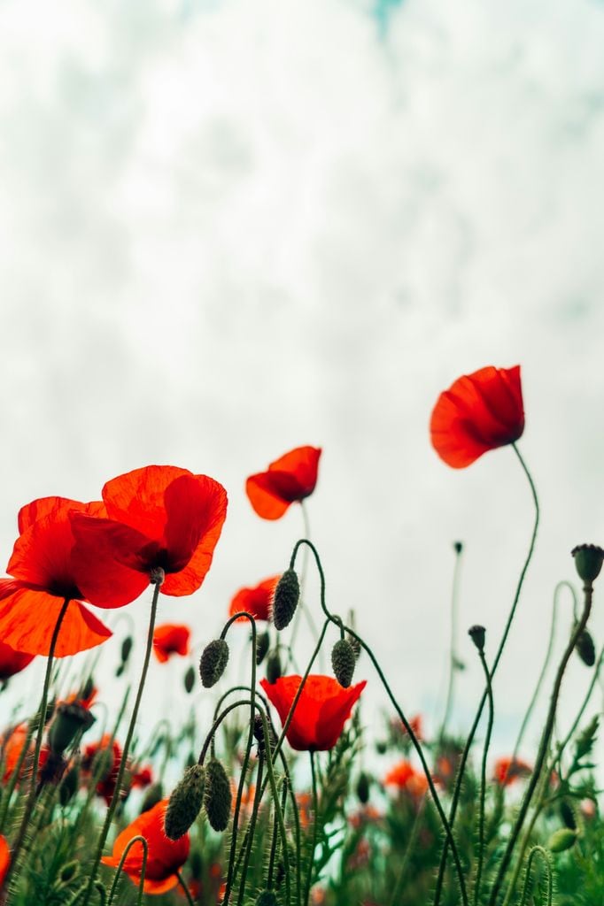 Amapola o Papaver