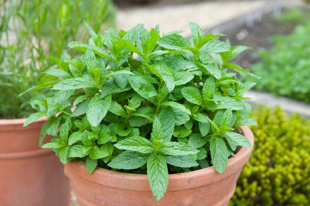 Menta en maceta. 