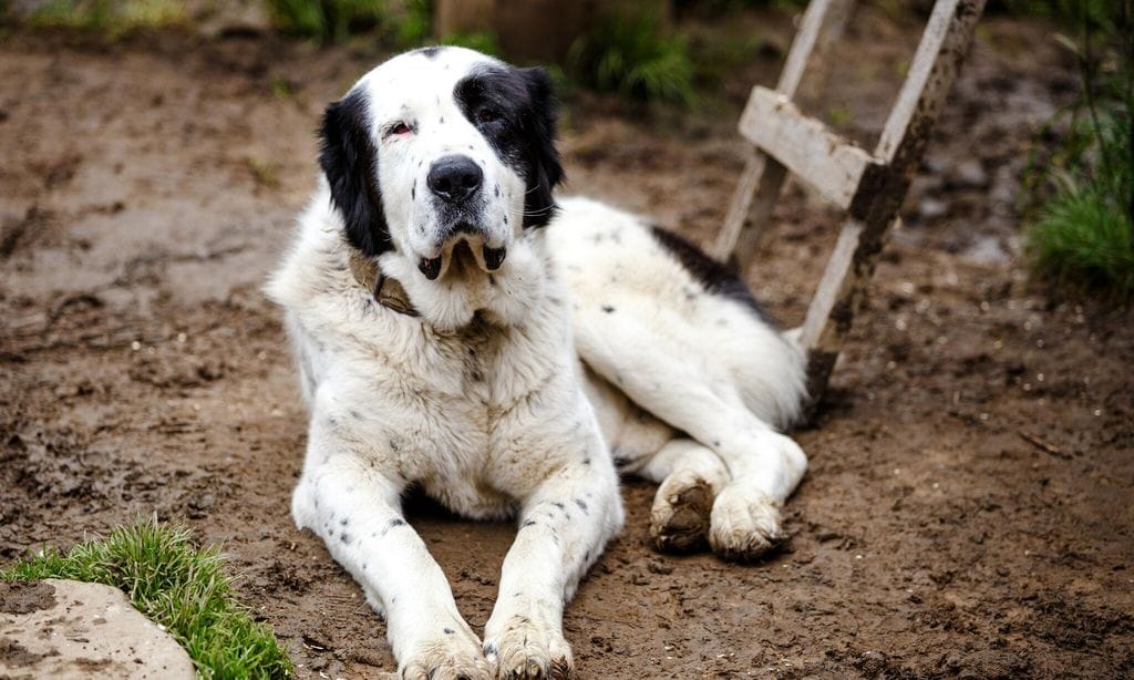 shepherd dogs in zakarpattia region