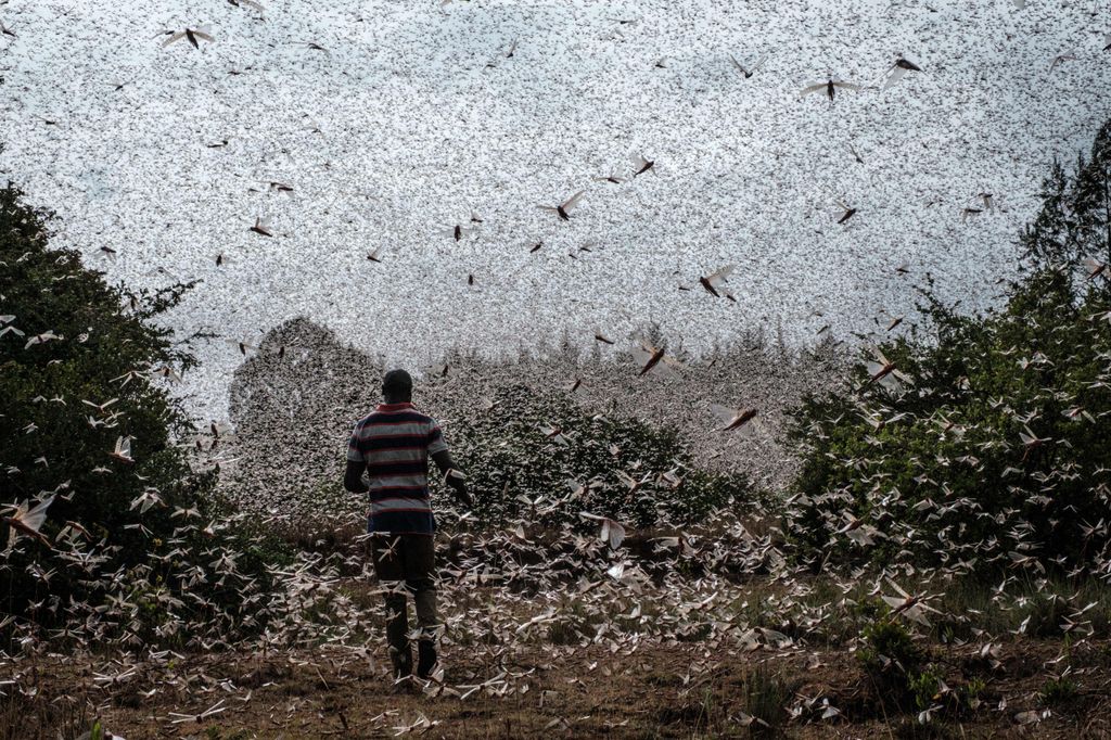 Algunos enjambres llegan a tener miles de millones de insectos y pueden extenderse más de 64 kilómetros, cubriendo literalmente el horizonte