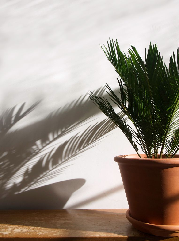 Palma de sagú. 