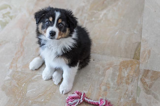 Cachorro de border collie