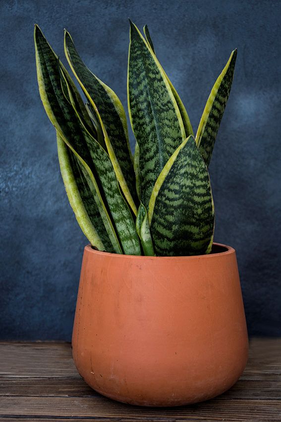 plantas interior poca luz 5