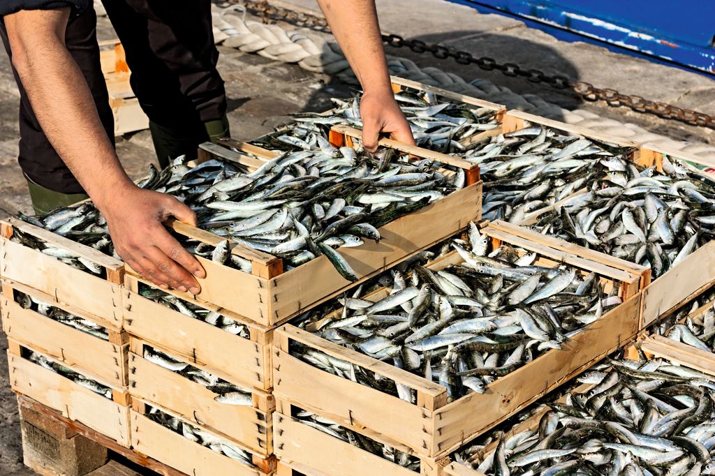 Sardinas del Mediterráneo: el ritual del mar en manos del pescador, que apila cuidadosamente las cajas con el pescado más fresco del día.