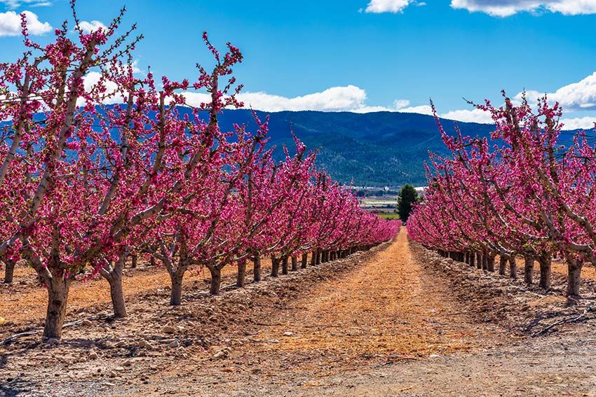 floracion-cieza