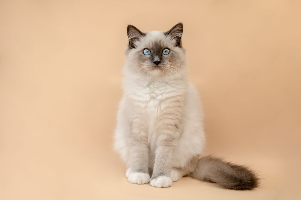 El Ragdoll es conocido por su carácter tranquilo y su gran apego a sus dueños