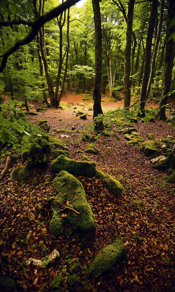 Hayedo del Monte Santiago
