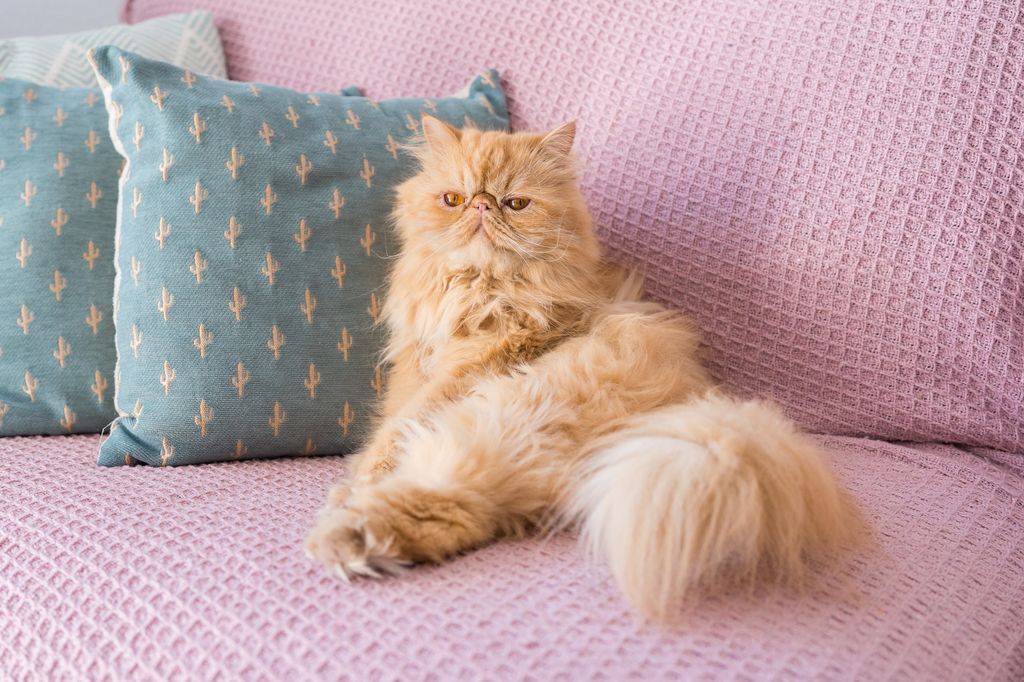 Con su aspecto elegante y su mirada serena, el persa es una de las razas más reconocibles